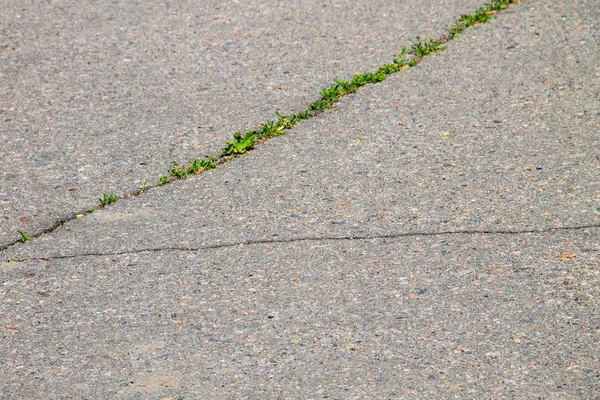 Gröna växter som växer i sprucken asfalterad vägstruktur — Stockfoto