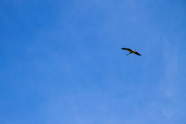 Beyaz Leylek (Ciconia ciconia) uçuşta