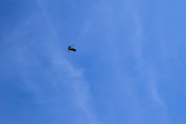 Cegonha branca (Ciconia ciconia) em voo — Fotografia de Stock