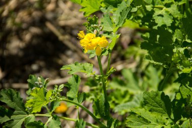 kırlangıçotu (chelidonium majus)