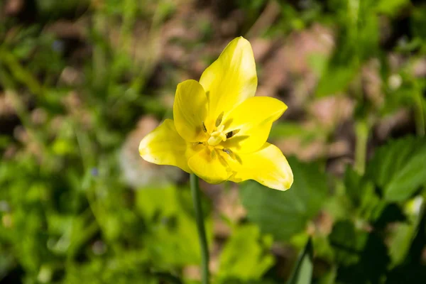 A virágágyásba kertben sárga tulipánok — Stock Fotó