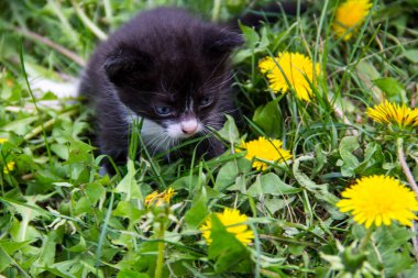 Sarı karahindiba çıtır küçük yavru kedi