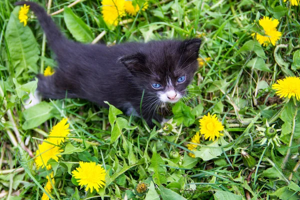 Kleines Kätzchen in gelben Löwenzahnblüten — Stockfoto