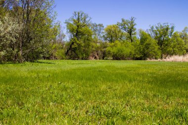 Yeşil çayır ve ağaçlarla kaplı ilkbahar manzarası