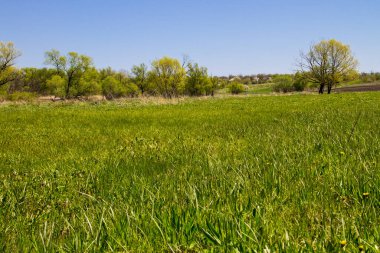 Yeşil çayır ve ağaçlarla kaplı ilkbahar manzarası