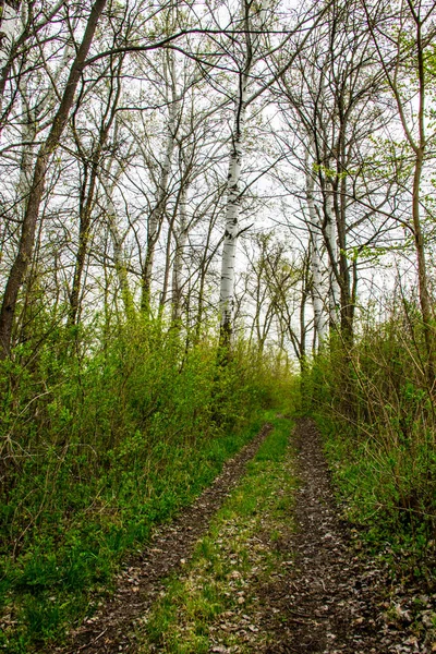 Estrada rural suja na floresta na primavera — Fotografia de Stock