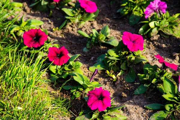 Petunia fiori su aiuola — Foto Stock