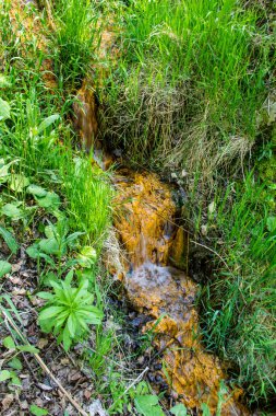 Yeşil orman küçük şelale