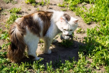 Şirin kedi bir fare yakaladı ve dişlerde açık tutar