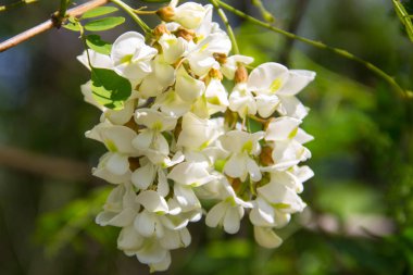 Beyaz akasya çiçek çekim (Robinia pseudoacacia). Akasya ağacı 