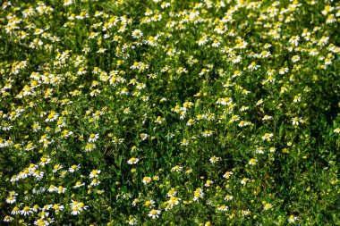 Papatya çiçekleri (Matricaria chamomilla). Doğal arkaplan
