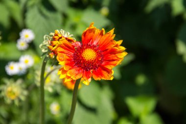 Çayır üzerinde Gaillardia (Bataklık Çiçeği)
