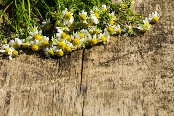 Kamillenblüten auf rustikalem Holzgrund mit Kopierraum. T — Stockfoto