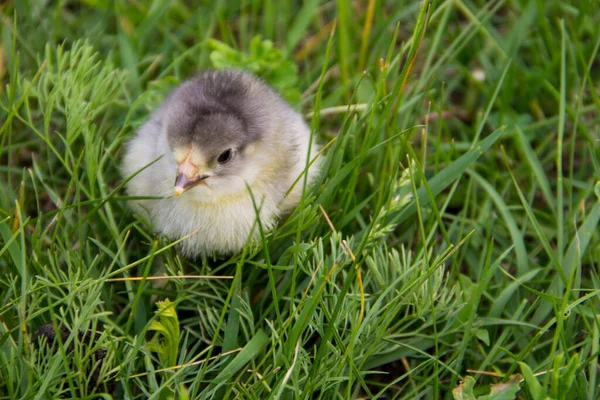 Маленький цыпленок в зеленой траве — стоковое фото
