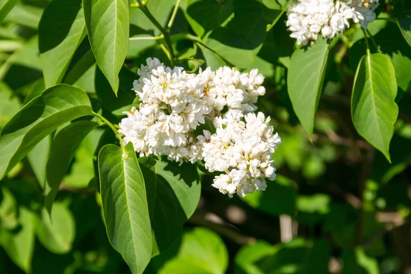 Vit lila blommor på en buske — Stockfoto