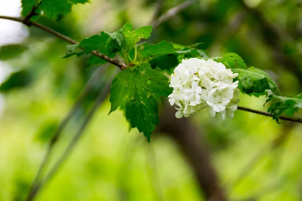 White flowers of viburnum snow ball in garden. Guelder rose boul — Stockfoto