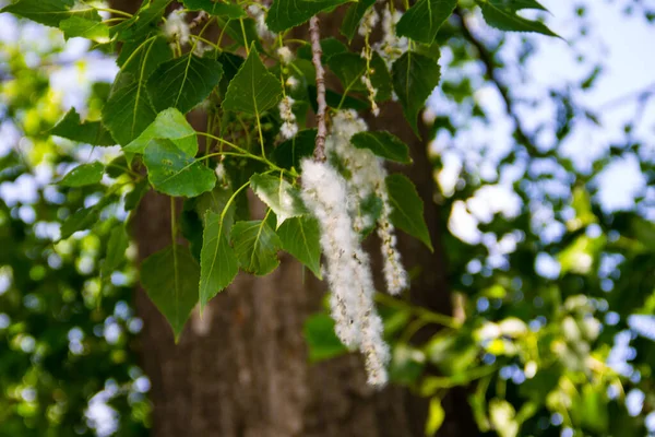 Poplar fluff pada closeup cabang. Fluff poplar menyebabkan alergi — Stok Foto