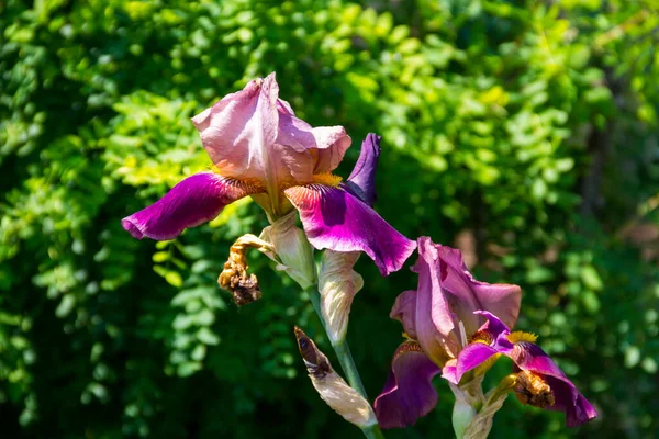 Lila iris blommor på blomsterrabatt — Stockfoto
