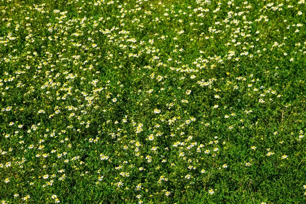 Prado de flores de camomila oficial (Matricaria camomilla). Fundo natural — Fotografia de Stock