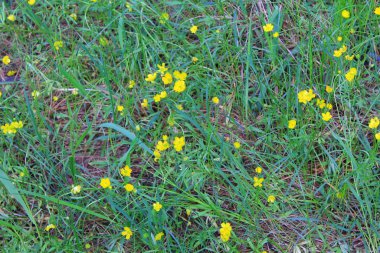 Sarı düğünçiçekleri