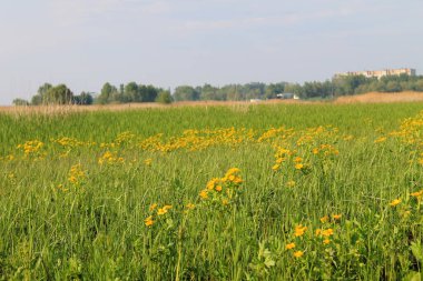 Bataklık kadife çiçekleri ile ıslak çayır