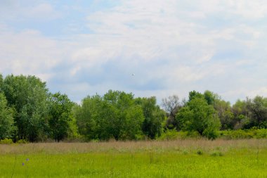 Yeşil çayır ve ağaçlarla kaplı ilkbahar manzarası