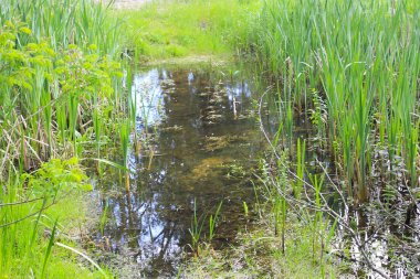 Green reeds in marsh