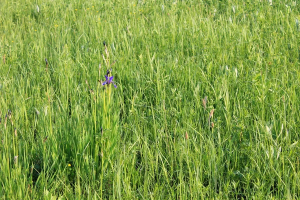 Vilda blå iris blommor — Stockfoto