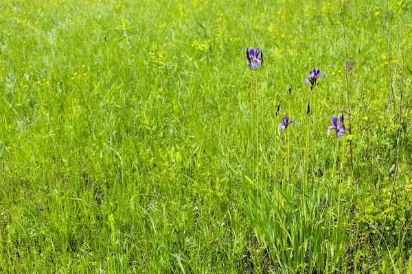 Flores de iris azul salvaje —  Fotos de Stock