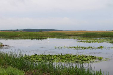 Nehirde beyaz balıkçıl