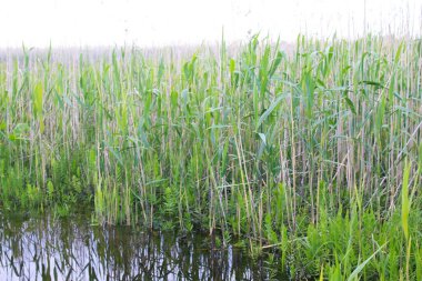 Green reeds in marsh