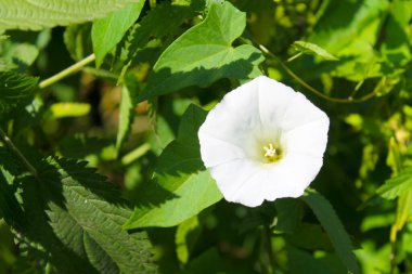 Beyaz gündüzsefası