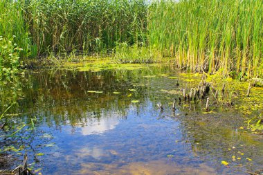 Bataklıktaki su bitkileri