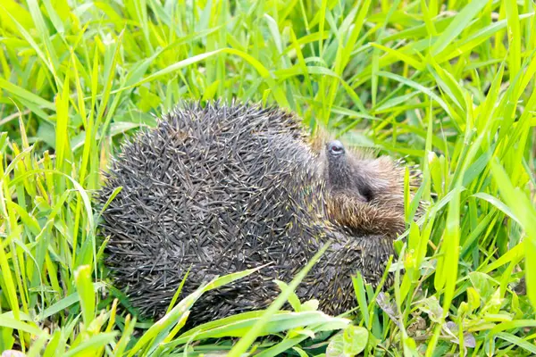 Hérisson sur herbe verte — Photo