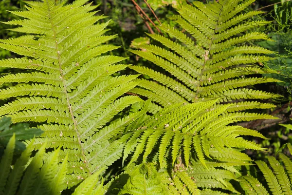 Fern in a forest — Stock Photo, Image