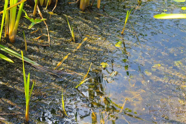 Ranas en el pantano —  Fotos de Stock