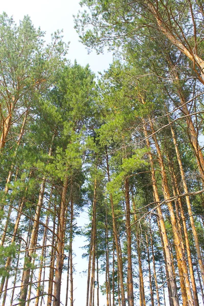Pinhais altos em uma floresta de coníferas — Fotografia de Stock