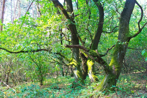 Wysokie zielone drzewa w lesie liściastych — Zdjęcie stockowe