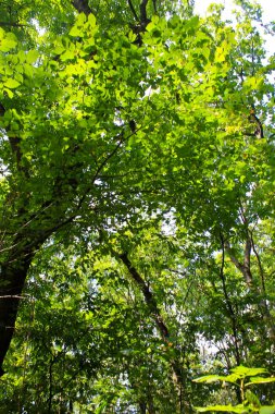 Yaprak döken ormanda uzun boylu yeşil ağaçlar