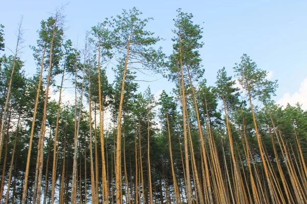 Pinos altos en un bosque de coníferas — Foto de Stock