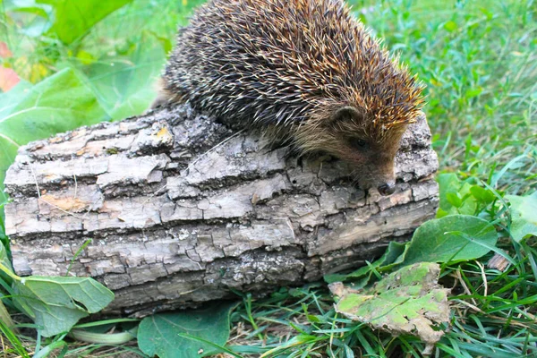 Igel auf dem Baumstamm — Stockfoto