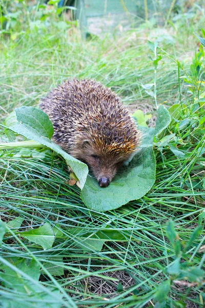 Hedgehog on green grass — Stock Photo, Image