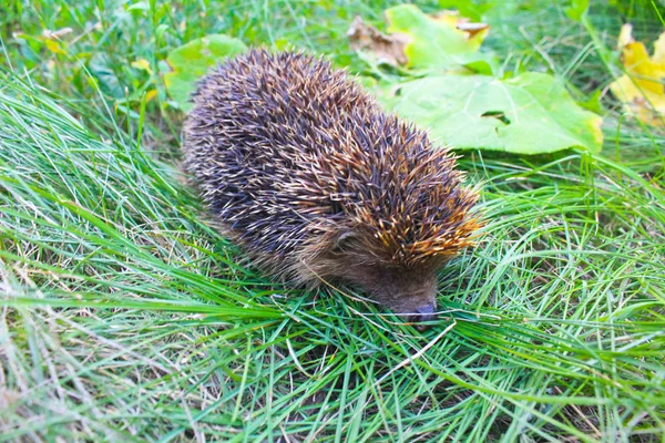 Igel auf grünem Gras — Stockfoto