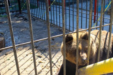 bir kafeste ayı