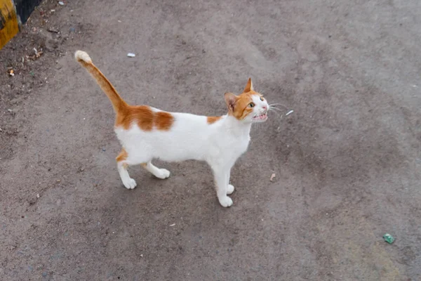 Kóbor macska a város utcáján — Stock Fotó