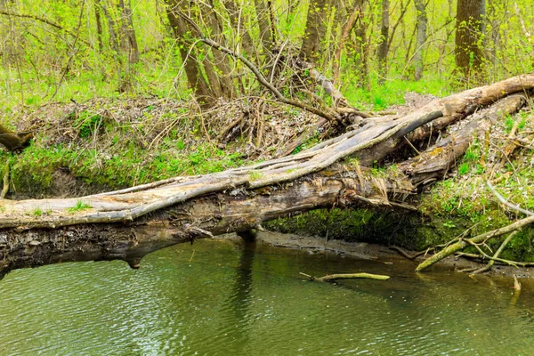 Fallen tree trunk as a bridge over a river in green forest — Stock Photo, Image