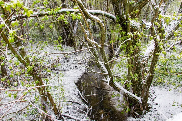 Pequeño arroyo en bosque nevado — Foto de Stock