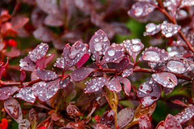 Gül çalılarının üzerindeki yağmur damlaları