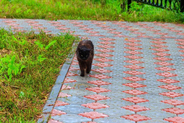 Nasse streunende schwarze Katze auf einem Bürgersteig während eines Regens. Konzept zum Schutz heimatloser Tiere — Stockfoto