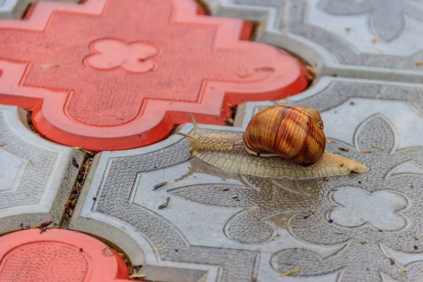 Caracol arrastrándose en una acera —  Fotos de Stock